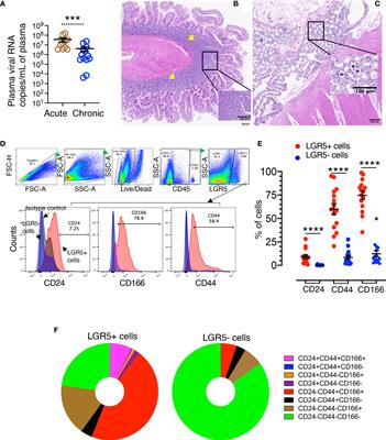 Identification, Characterization, and Transcriptional Reprogramming of Epithelial Stem Cells and Intestinal Enteroids in Simian Immunodeficiency Virus Infected Rhesus Macaques